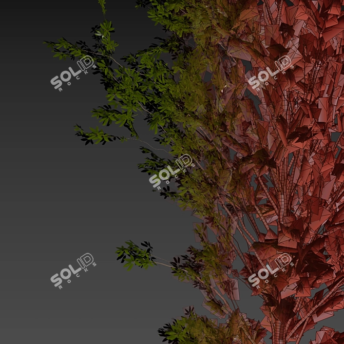 Dwarf Umbrella Tree 3D Model 3D model image 8