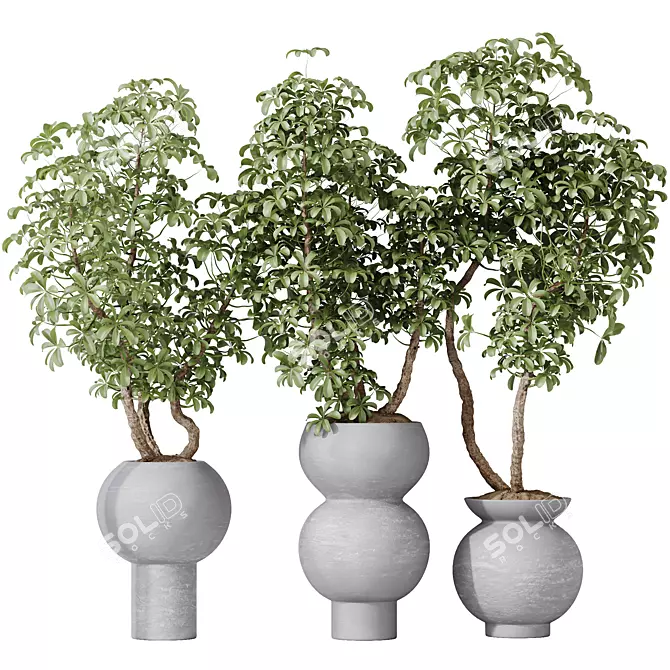 Twisted Schefflera Houseplant Collection 3D model image 1