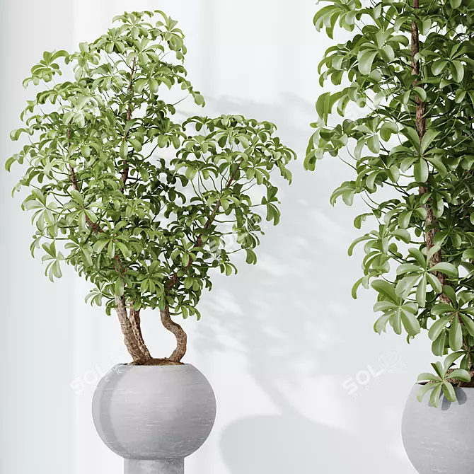 Twisted Schefflera Houseplant Collection 3D model image 3