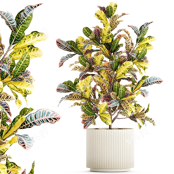 Tropical Croton in Modern Pot 3D model image 1