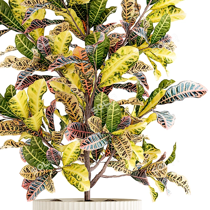 Tropical Croton in Modern Pot 3D model image 3