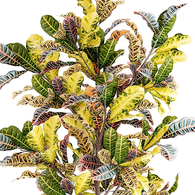 Tropical Croton in Modern Pot 3D model image 5