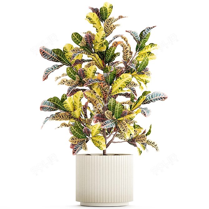 Tropical Croton in Modern Pot 3D model image 6