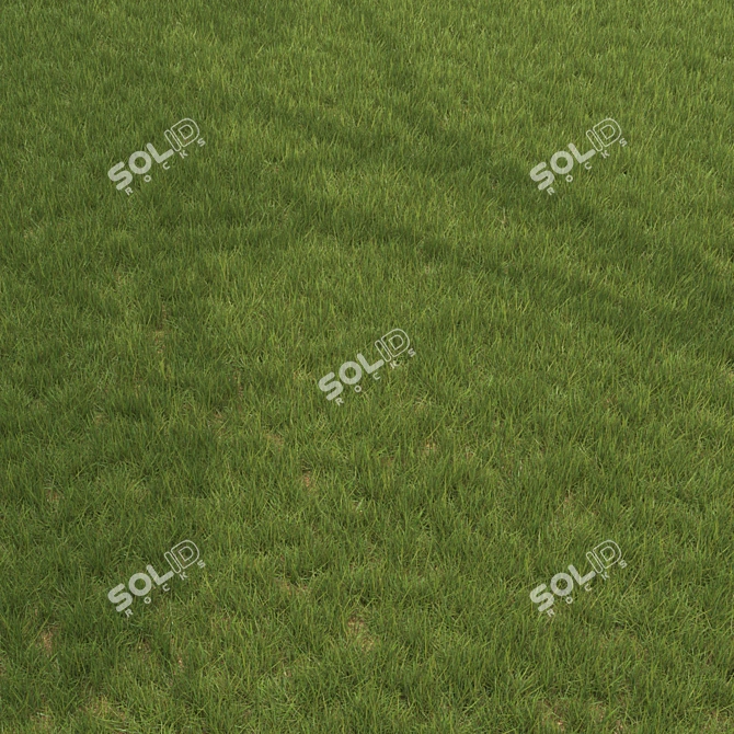 6 Varieties Grass Model 3D model image 1