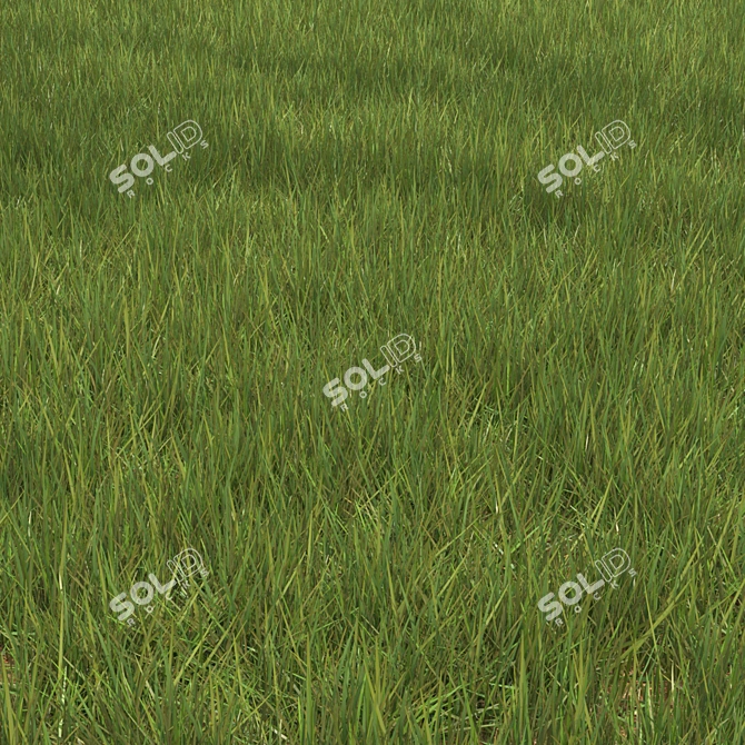 6 Varieties Grass Model 3D model image 2