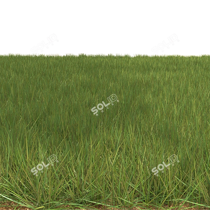 6 Varieties Grass Model 3D model image 3