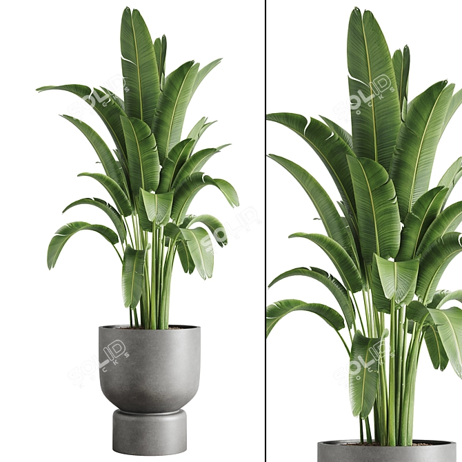 Tropical Indoor Banana Plant 3D model image 1