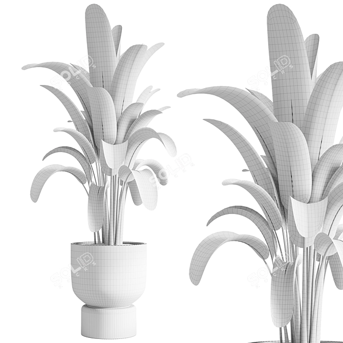 Tropical Indoor Banana Plant 3D model image 3