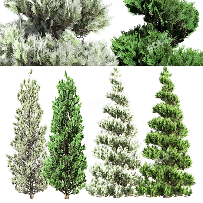 Winter Pine Tree Collection 3D model image 1