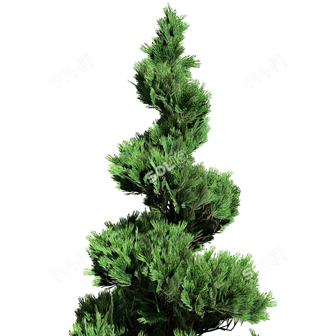 Winter Pine Tree Collection 3D model image 2