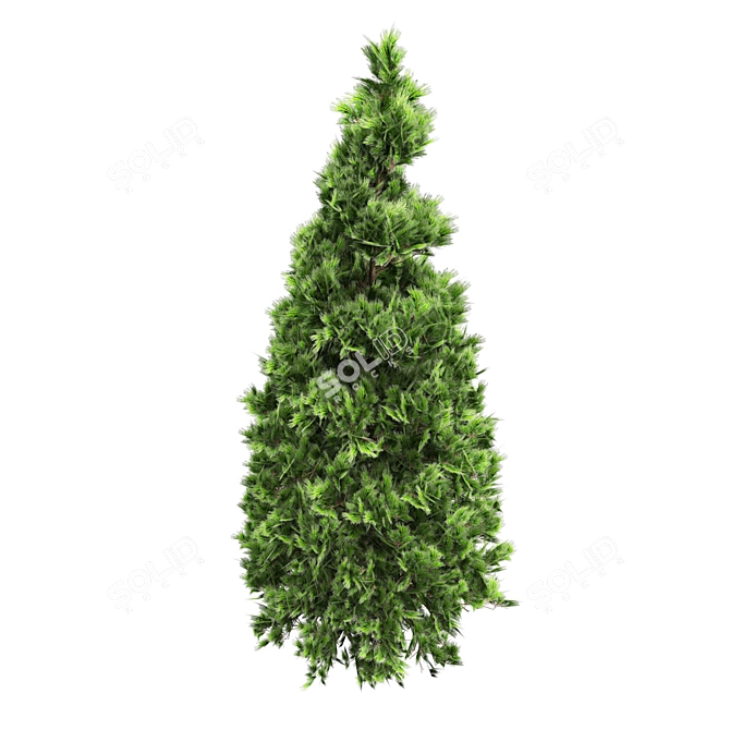 Winter Pine Tree Collection 3D model image 4