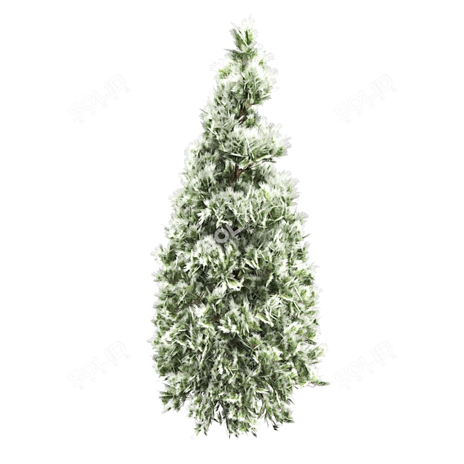 Winter Pine Tree Collection 3D model image 5