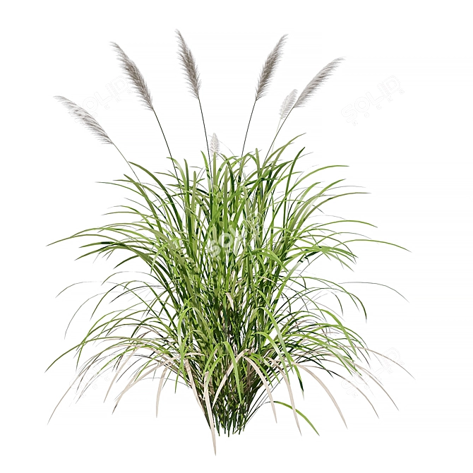 Lush Grass 3D Models Pack 3D model image 2