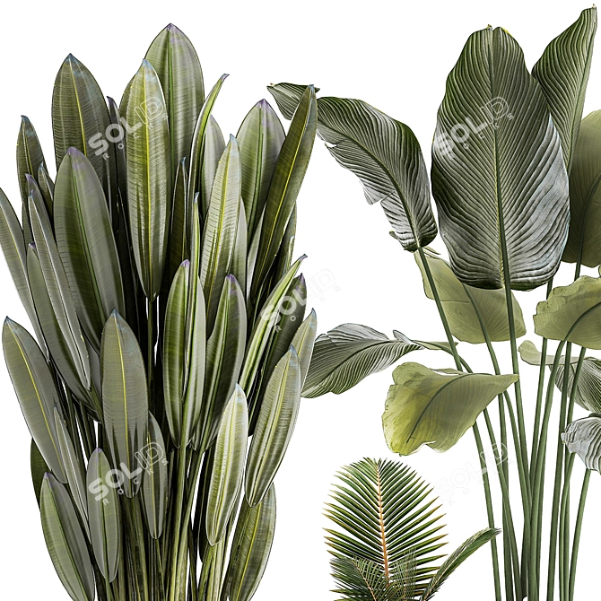 Tropical Plant Collection 1449 3D model image 3