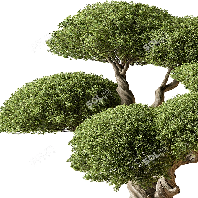 Miniature Bonsai Tree 639 3D model image 2