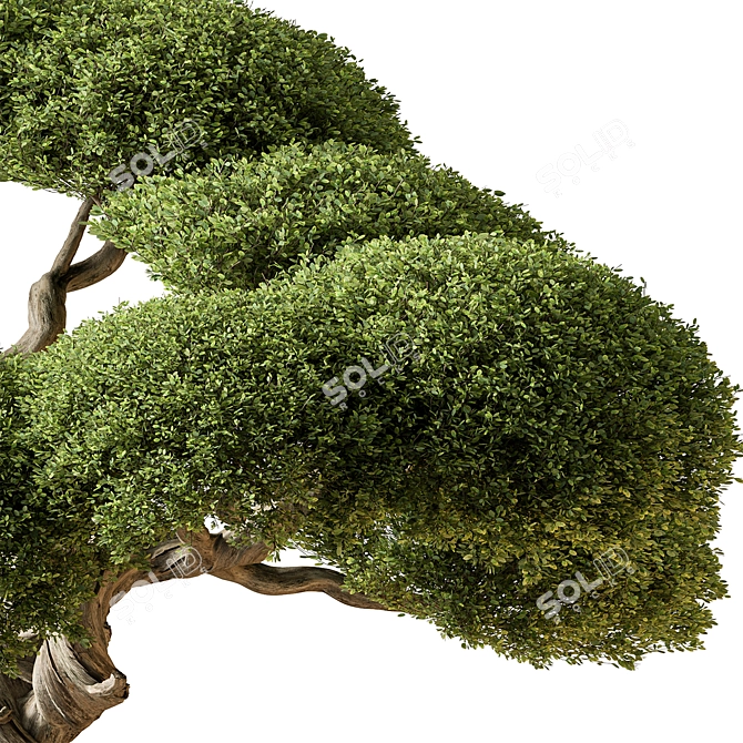 Miniature Bonsai Tree 639 3D model image 3