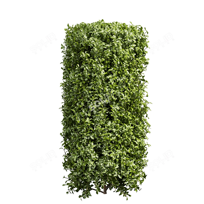 Lush Cylinder Plant Collection 552 3D model image 3