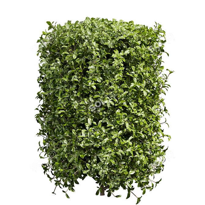 Lush Cylinder Plant Collection 552 3D model image 4