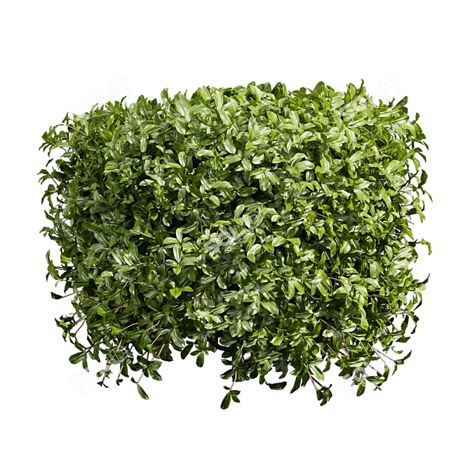 Lush Cylinder Plant Collection 552 3D model image 6