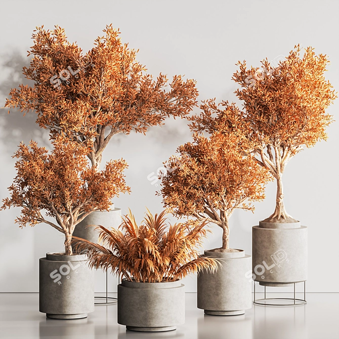 Modern Dry Indoor Plant Set 3D model image 1