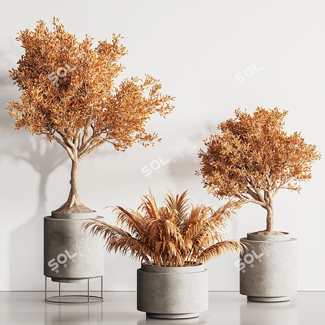 Modern Dry Indoor Plant Set 3D model image 2