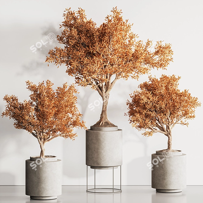 Modern Dry Indoor Plant Set 3D model image 3