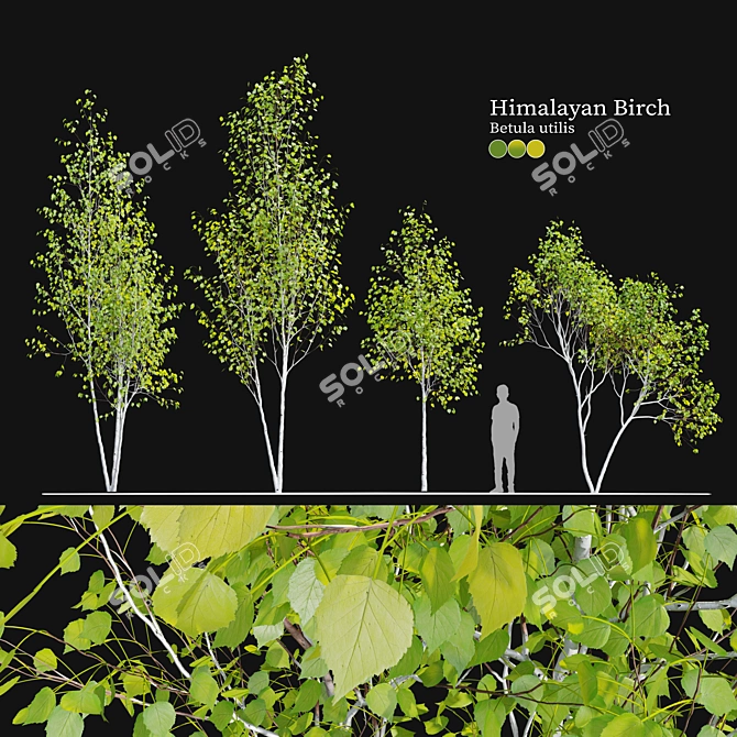 Himalayan Birch Tree Set 3D model image 1