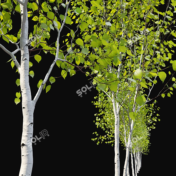 Himalayan Birch Tree Set 3D model image 2