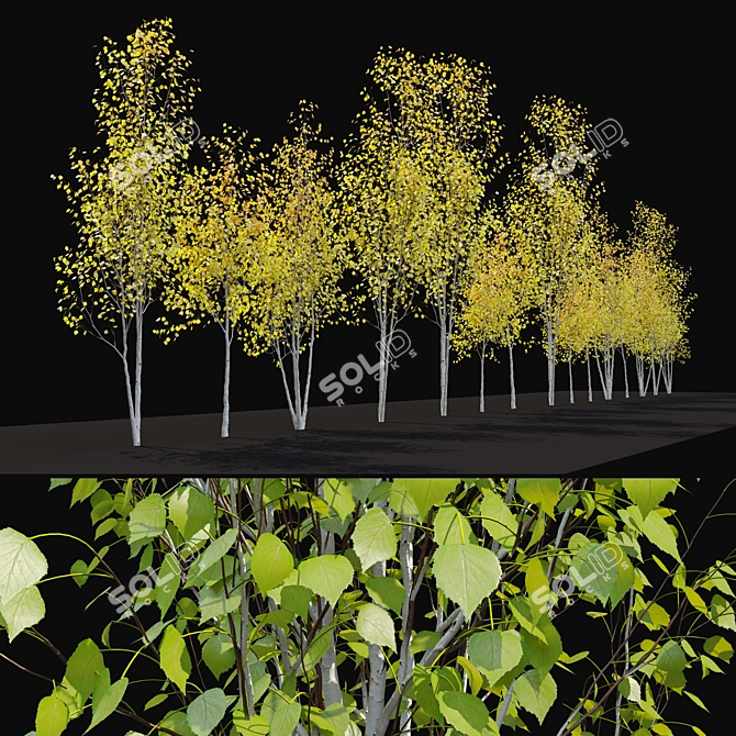 Himalayan Birch Tree Set 3D model image 3