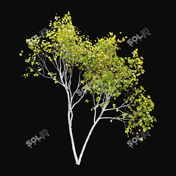 Himalayan Birch Tree Set 3D model image 4