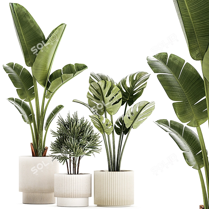 Exotic Plant Collection 1452 3D model image 1