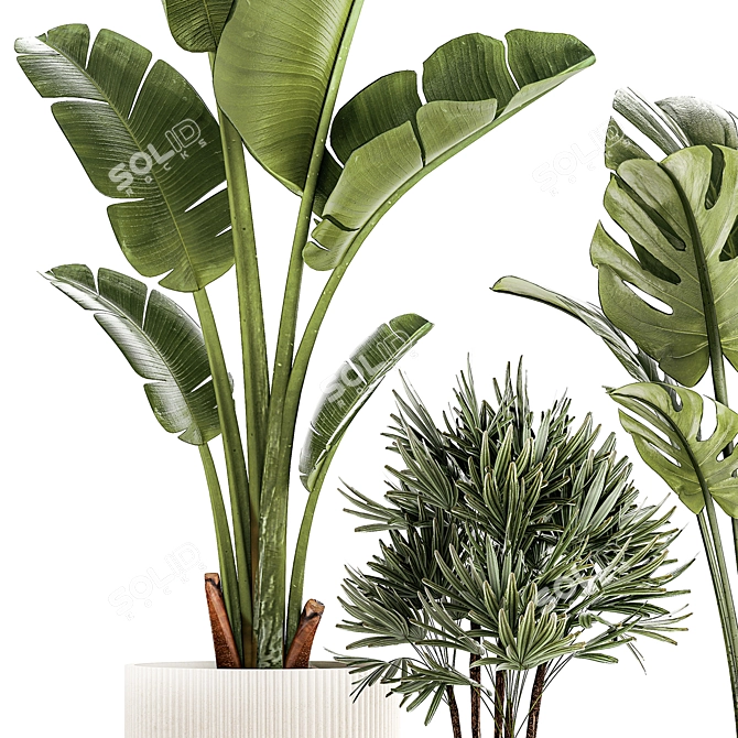 Exotic Plant Collection 1452 3D model image 4