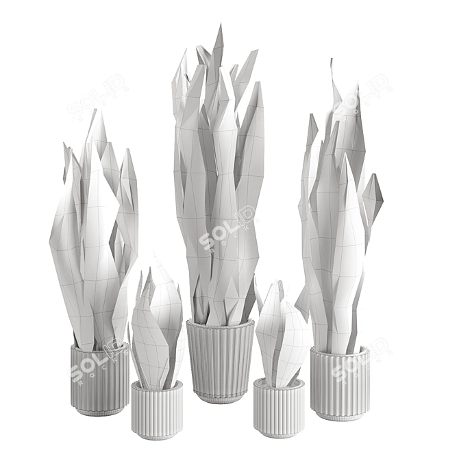 Assorted Sansevieria Houseplants 3D model image 3