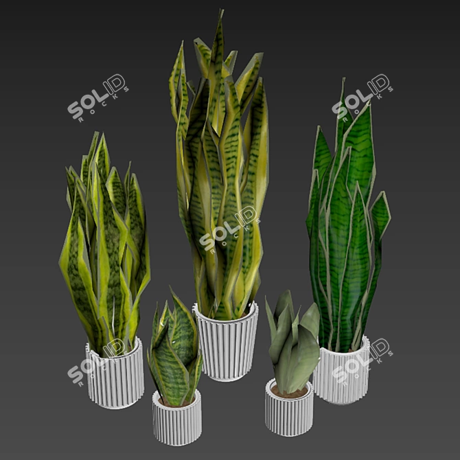 Assorted Sansevieria Houseplants 3D model image 4