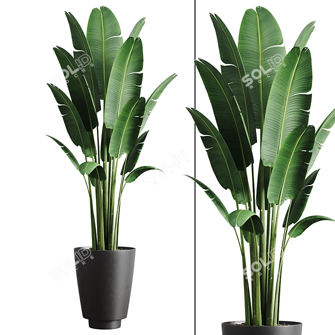 Tropical Banana Indoor Plant 3D model image 1