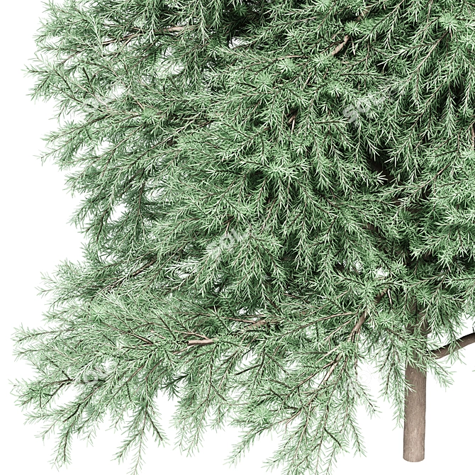 Realistic 1650mm Green Fir Tree 3D model image 3