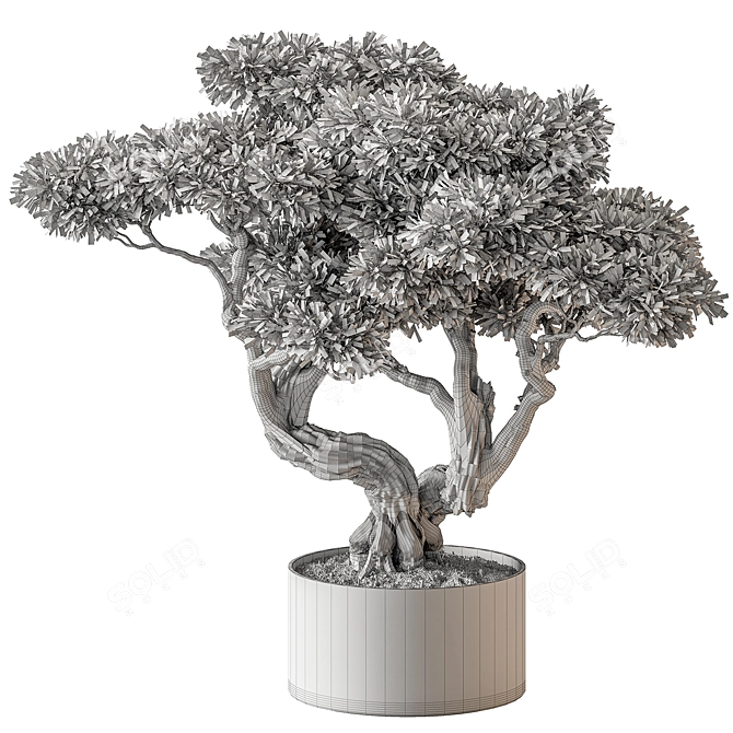 Bonsai Plant 646 - Indoor 3D model image 4
