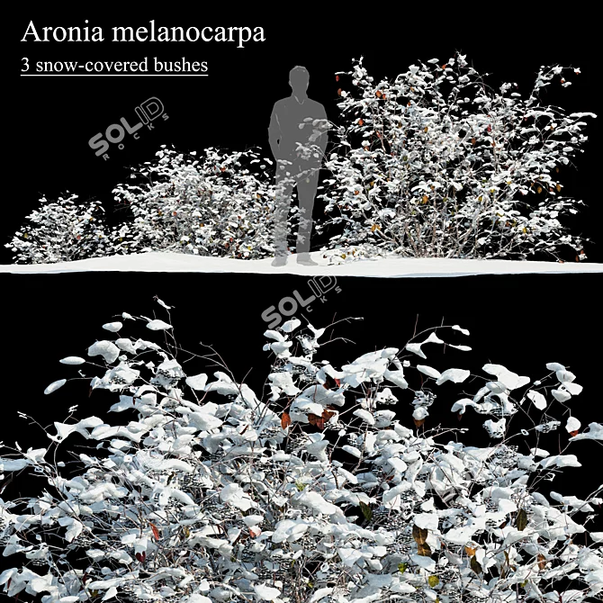 Winter Aronia Melanocarpa Set 3D model image 1