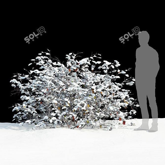 Winter Aronia Melanocarpa Set 3D model image 3