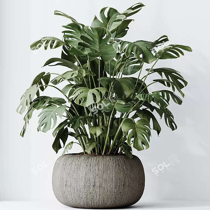 Monstera Deliciosa Swiss Cheese Plant 3D model image 4