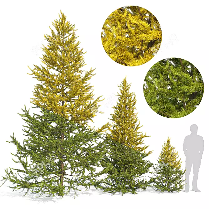 Larix Decidua Tree Scene Kit 3D model image 1