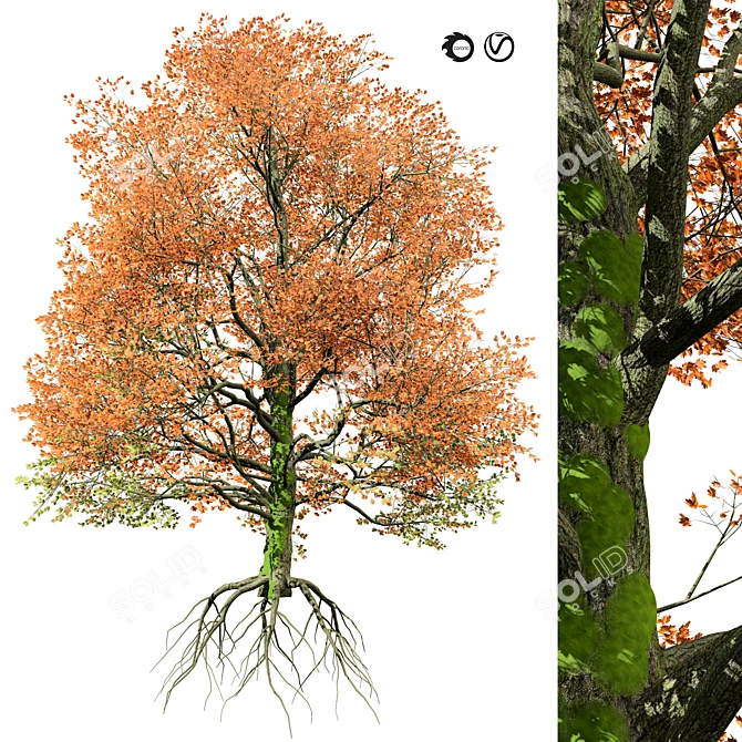 Realistic Bigleaf Maple Tree 3D Model 3D model image 1