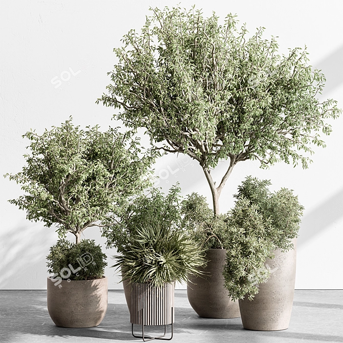 Interior Tree in Pot 3D model image 1