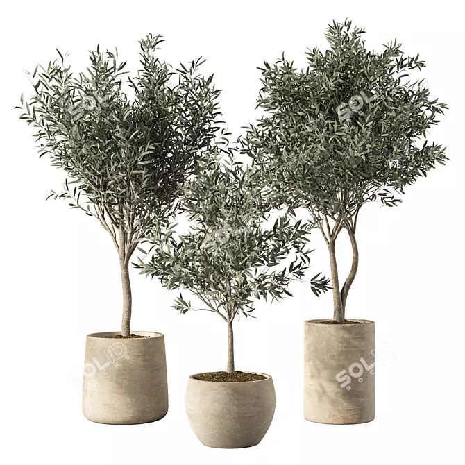 Modern Olive Tree Indoor Set 3D model image 1