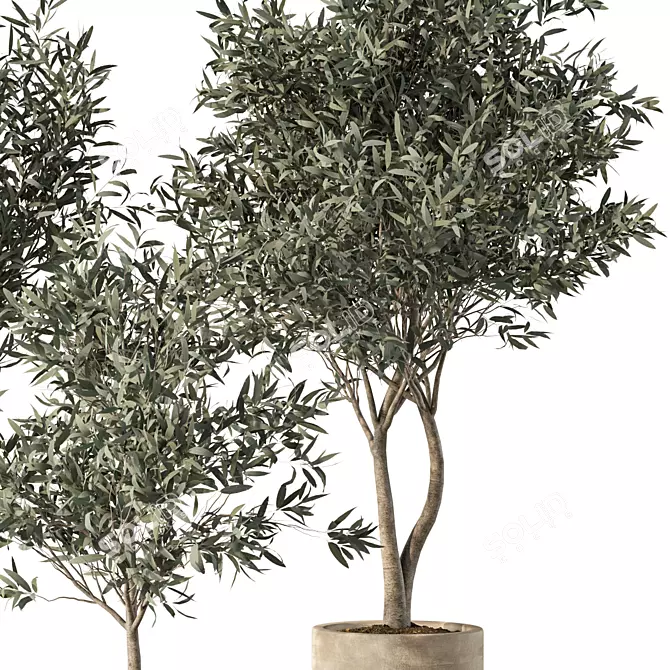 Modern Olive Tree Indoor Set 3D model image 2