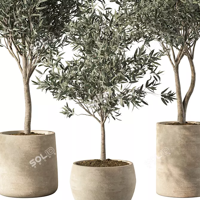 Modern Olive Tree Indoor Set 3D model image 3