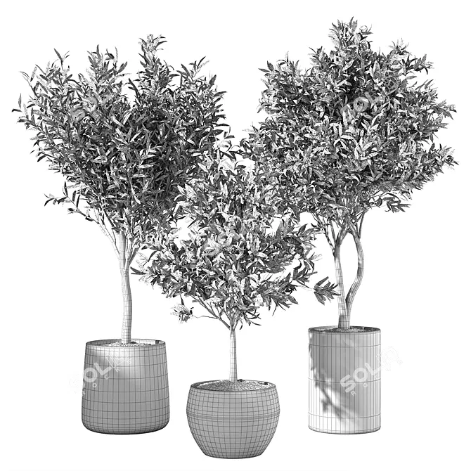 Modern Olive Tree Indoor Set 3D model image 4
