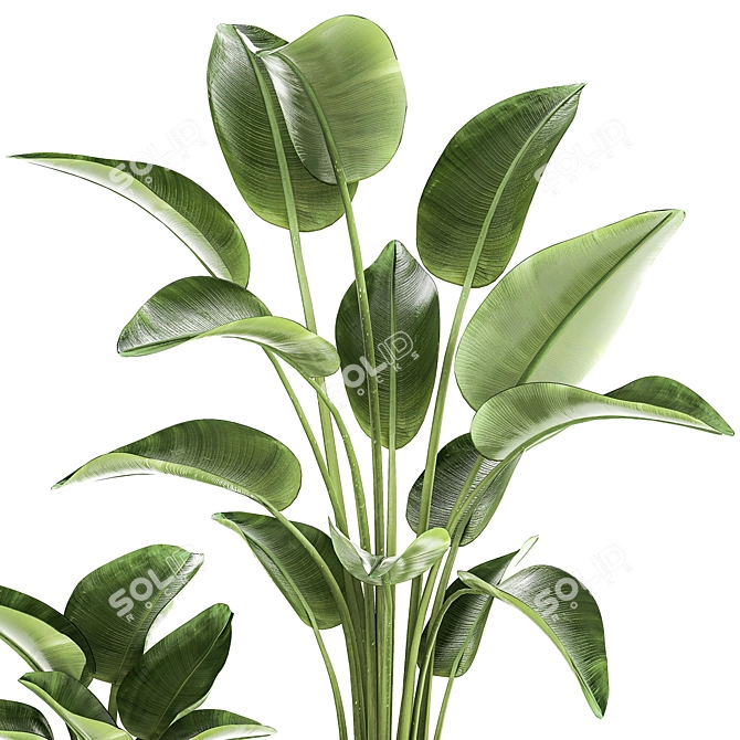 Tropical Plant Collection 1454 3D model image 3