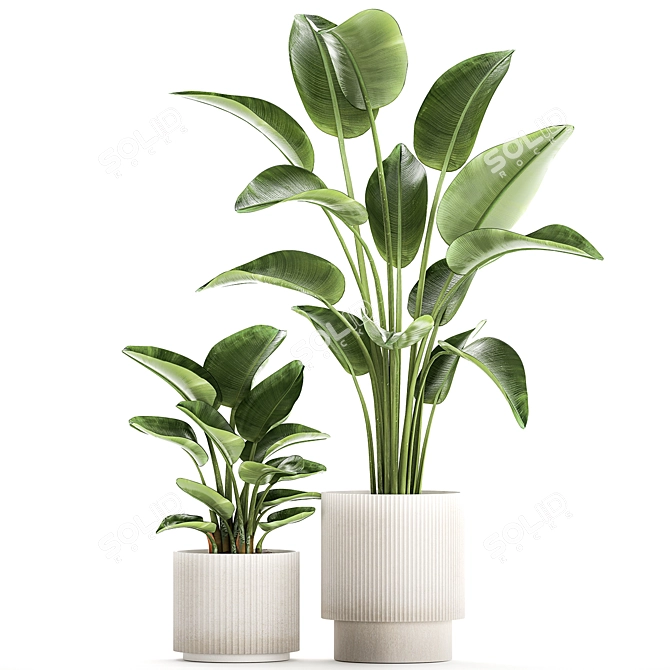 Tropical Plant Collection 1454 3D model image 4