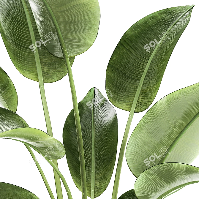 Tropical Plant Collection 1454 3D model image 6